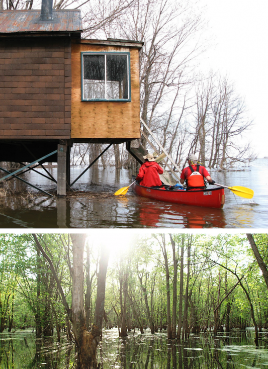 Photo du haut par Martin Boudreault, excursion TripLevé, Vogure aux crues et aux oies, Baie de l'île aux Grues, 26 avril 2009. 2e photo à la rivière du Sud alors que la forêt inondée était exceptionnellement verdoyante, le 12 juin 2011.